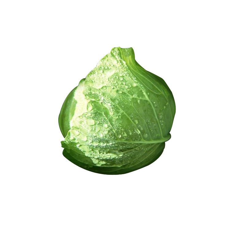 1.5 To 3kg Weight Green Cabbage