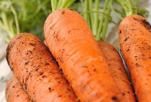 Three storage methods for carrots