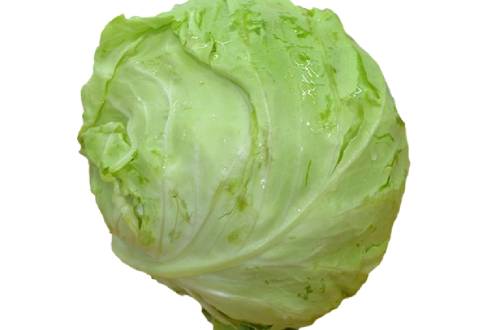 The growth habit of cabbage