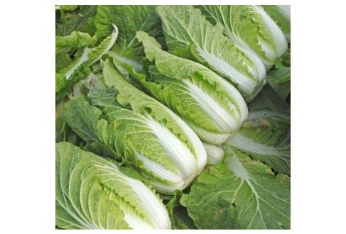 The difference between cabbage and Chinese cabbage