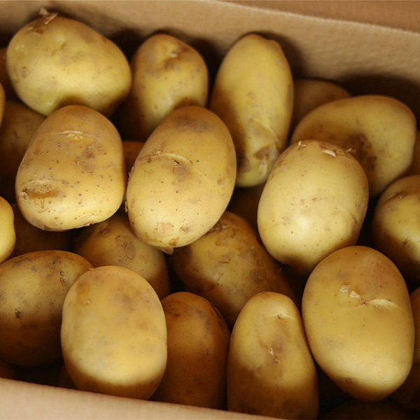 Growth habits of potatoes