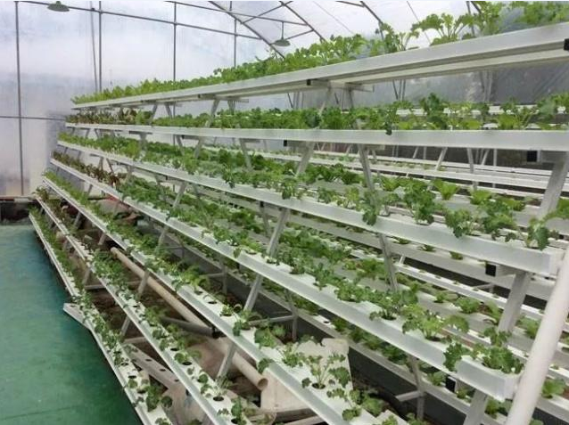 Modern agricultural vegetable cultivation techniques and key points