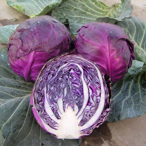 The nutritional value of purple cabbage