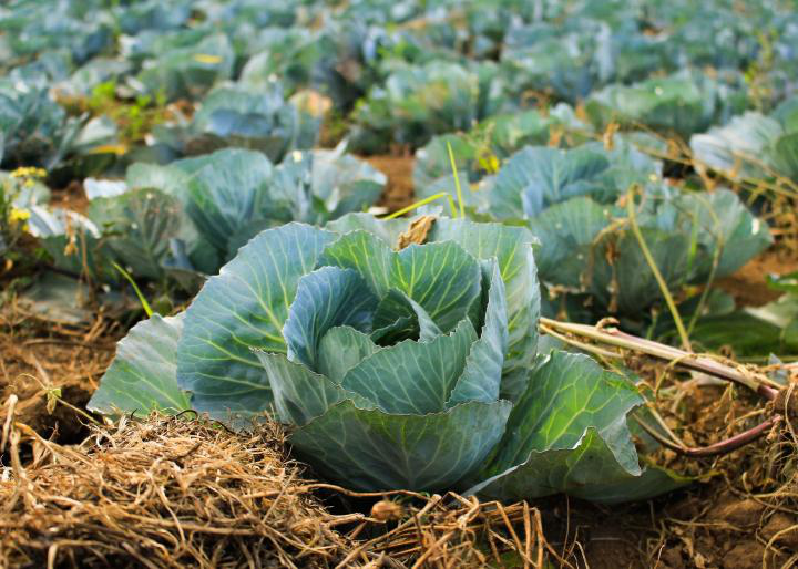 Planting, Growing, and Harvesting Cabbage