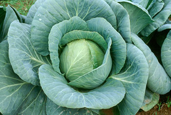 Cabbage Planting Overview