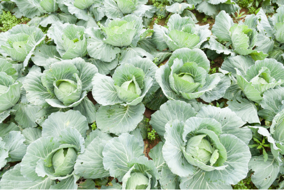 When buying cabbage, choose light or heavy, firm or loose?