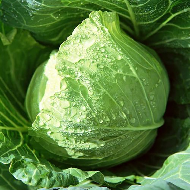 What are the effects of Fresh Cabbage from Shandong?