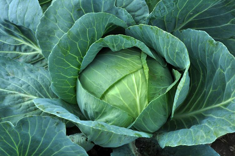 Shopping skills of green fresh cabbage