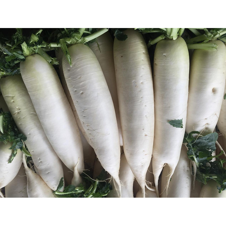 What is the nutritional value of Organic Fresh Radish?