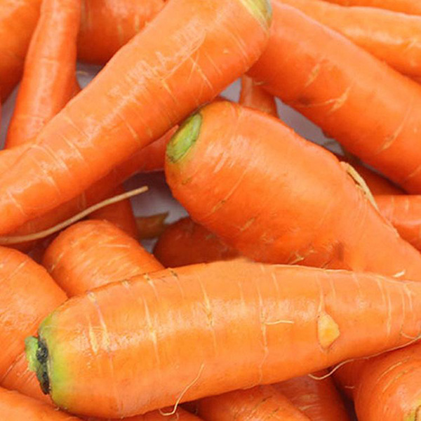 Farm Growing Organic Carrots