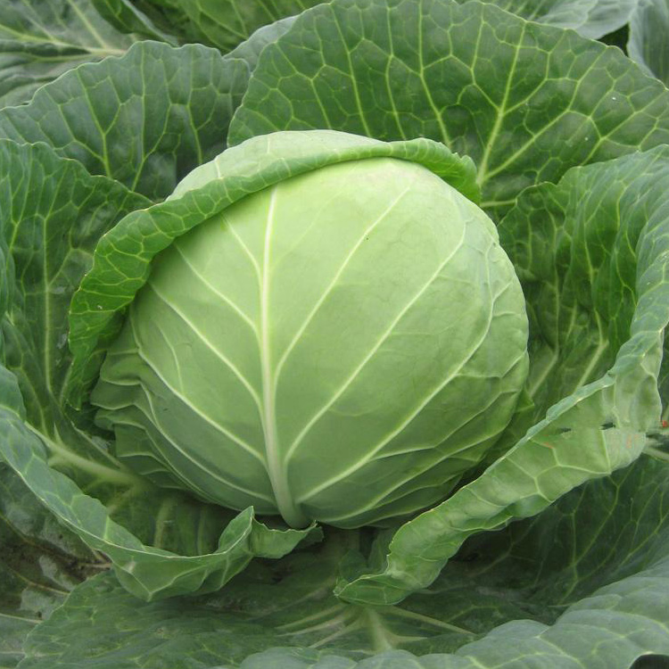 Farm Growing Organic Green Cabbage