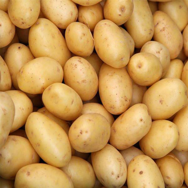 Farm Growing Organic Potatoes