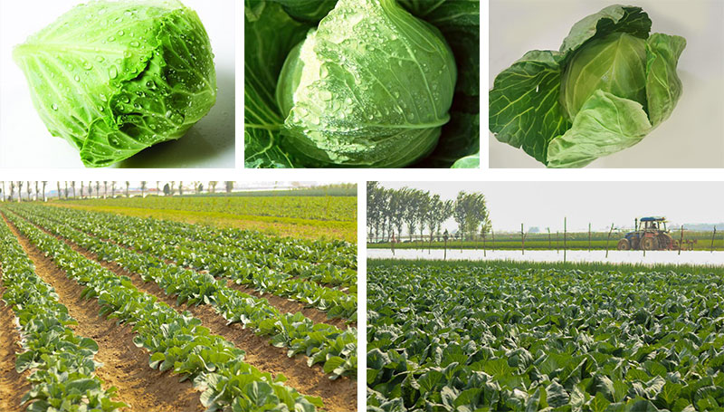 New Crop Fresh Cabbage