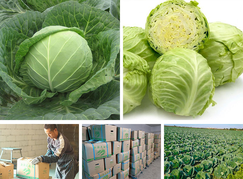 New Crop Vegetable Green Cabbage