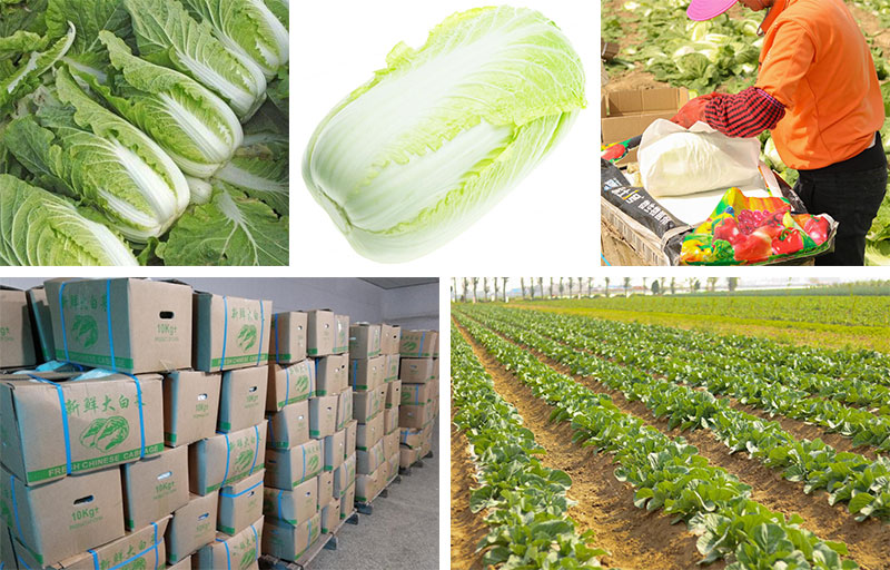 New Crop Chinese Cabbage
