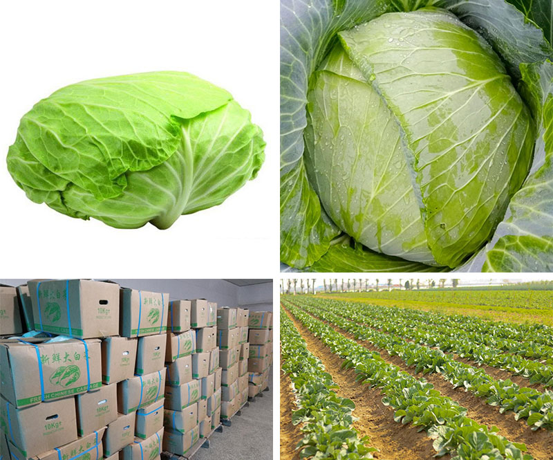 Farm Growing Organic OKINA Cabbages