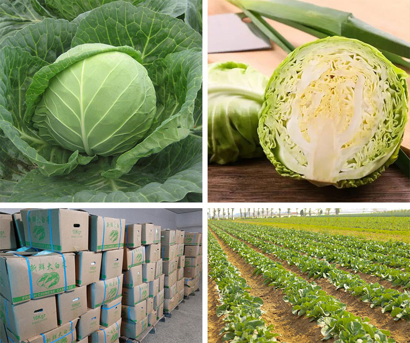 Nutritious Green Cabbage