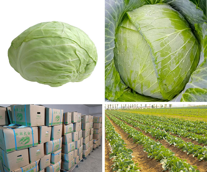 Green Vegetables OKINA Cabbages