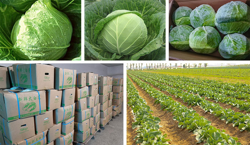 Farm Growing Organic Round Cabbage