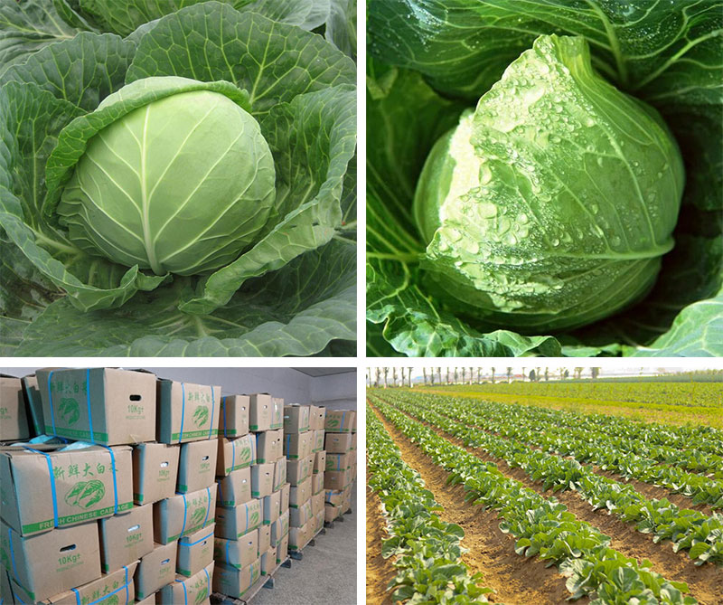 Farm Growing Organic Green Cabbage