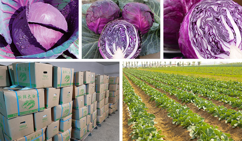 New Picked Red Cabbage