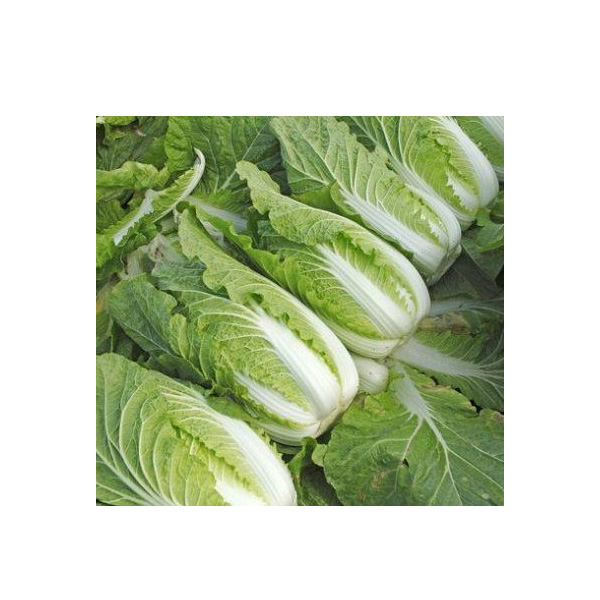 New Crop Chinese Cabbage
