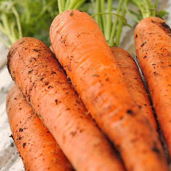 Organic Carrot Full Of Vitamin