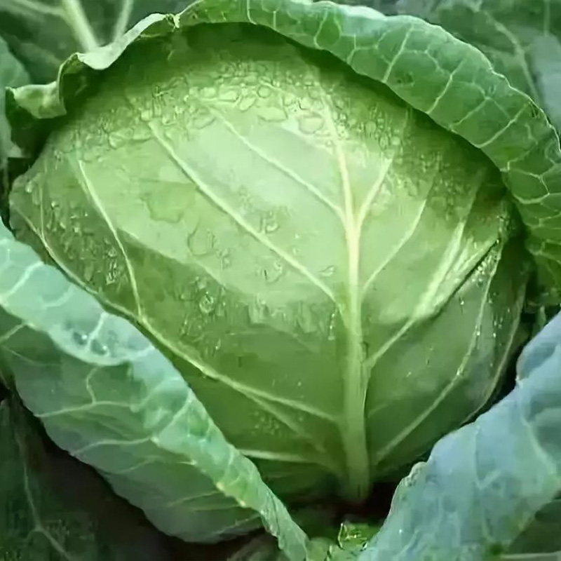 Round Green Cabbage